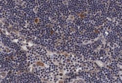 Invitrogen Phospho-PTP1B (Ser50) Polyclonal Antibody 100 μL; Unconjugated:Antibodies,