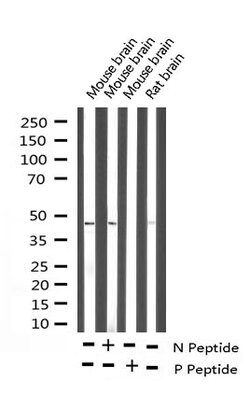 Invitrogen Phospho-PTP1B (Ser50) Polyclonal Antibody 100 μL; Unconjugated:Antibodies,