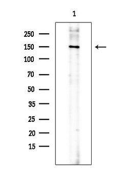 Invitrogen Phospho-Vinculin (Tyr822) Polyclonal Antibody 100 μL; Unconjugated:Antibodies,