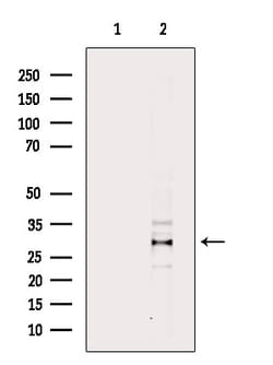 Invitrogen Phospho-ATF1 (Ser63) Polyclonal Antibody 100 &mu;L | Buy Online | Invitrogen&trade; | Fisher Scientific