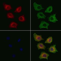 Invitrogen Phospho-PLCG1 (Tyr771) Polyclonal Antibody 100 &mu;L; Unconjugated:Antibodies,