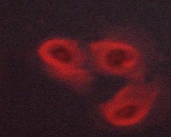 Invitrogen Phospho-EpoR (Tyr368) Polyclonal Antibody 100 &mu;L; Unconjugated:Antibodies,