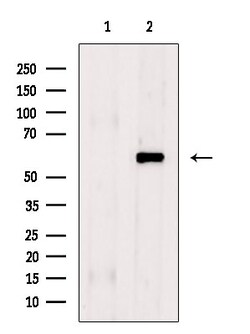 Invitrogen Phospho-Elk1 (Ser383) Polyclonal Antibody 100 &mu;L; Unconjugated:Antibodies,