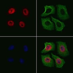 Invitrogen Phospho-Elk1 (Ser383) Polyclonal Antibody 100 &mu;L; Unconjugated:Antibodies,