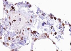Invitrogen Phospho-Elk1 (Ser383) Polyclonal Antibody 100 &mu;L; Unconjugated:Antibodies,