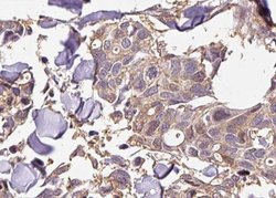 Invitrogen Phospho-NFkB p105/p50 (Ser927) Polyclonal Antibody 100 &mu;L;