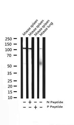 Invitrogen Phospho-NFkB p105/p50 (Ser927) Polyclonal Antibody 100 &mu;L;