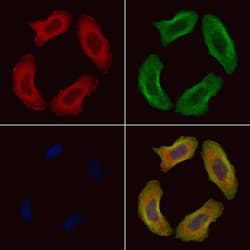 Invitrogen Phospho-Filamin A (Ser2152) Polyclonal Antibody 100 μL; Unconjugated:Antibodies,