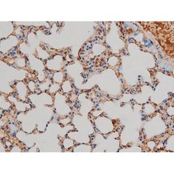 Invitrogen Phospho-Filamin A (Ser2152) Polyclonal Antibody 100 μL; Unconjugated:Antibodies,