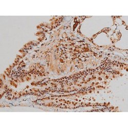 Invitrogen Phospho-Filamin A (Ser2152) Polyclonal Antibody 100 μL; Unconjugated:Antibodies,