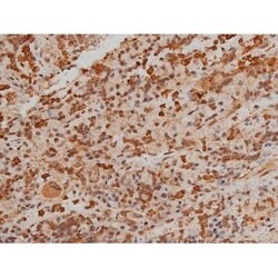 Invitrogen Phospho-Filamin A (Ser2152) Polyclonal Antibody 100 μL; Unconjugated:Antibodies,