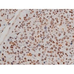 Invitrogen Phospho-Filamin A (Ser2152) Polyclonal Antibody 100 μL; Unconjugated:Antibodies,