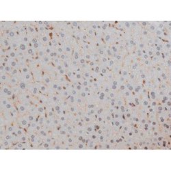 Invitrogen Phospho-Filamin A (Ser2152) Polyclonal Antibody 100 μL; Unconjugated:Antibodies,