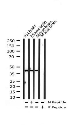 Invitrogen Phospho-Synaptotagmin 1/2 (Ser309) Polyclonal Antibody 100 &mu;L | Buy Online | Invitrogen&trade; | Fisher Scientific