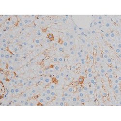 Invitrogen Phospho-p70 S6 Kinase (Ser371) Polyclonal Antibody 100 &mu;L;