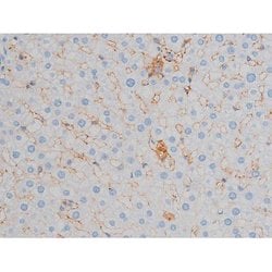 Invitrogen Phospho-p70 S6 Kinase (Ser371) Polyclonal Antibody 100 &mu;L;