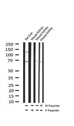 Invitrogen Phospho-p70 S6 Kinase (Ser371) Polyclonal Antibody 100 &mu;L;