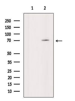 Invitrogen Phospho-p70 S6 Kinase (Thr389, Thr412) Polyclonal Antibody 100