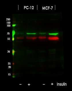 Invitrogen Phospho-p70 S6 Kinase (Thr389, Thr412) Polyclonal Antibody 100