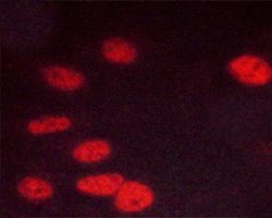 Invitrogen Phospho-CDK1 (Thr14) Polyclonal Antibody 100 &mu;L; Unconjugated:Antibodies,
