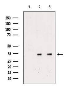 Invitrogen Phospho-CDK1 (Thr14) Polyclonal Antibody 100 &mu;L; Unconjugated:Antibodies,