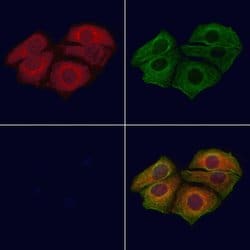 Invitrogen Phospho-CXCR2 (Ser347) Polyclonal Antibody 100 μL; Unconjugated:Antibodies,