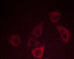 Invitrogen Phospho-CXCR2 (Ser347) Polyclonal Antibody 100 μL; Unconjugated:Antibodies,