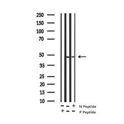 Invitrogen Phospho-CXCR2 (Ser347) Polyclonal Antibody 100 μL; Unconjugated:Antibodies,