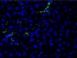 Invitrogen Phospho-PI3K p85 alpha (Tyr607) Polyclonal Antibody 100 &mu;L;