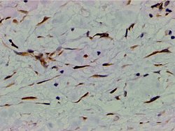 Invitrogen Phospho-PI3K p85 alpha (Tyr607) Polyclonal Antibody 100 &mu;L;