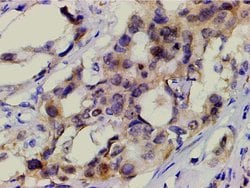Invitrogen Phospho-PI3K p85 alpha (Tyr607) Polyclonal Antibody 100 &mu;L;