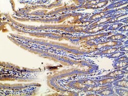 Invitrogen Phospho-PI3K p85 alpha (Tyr607) Polyclonal Antibody 100 &mu;L;