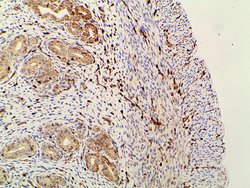 Invitrogen Phospho-PI3K p85 alpha (Tyr607) Polyclonal Antibody 100 &mu;L;