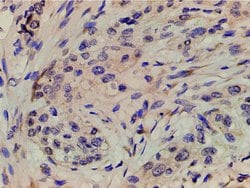 Invitrogen Phospho-PI3K p85 alpha (Tyr607) Polyclonal Antibody 100 &mu;L;