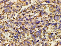 Invitrogen Phospho-PI3K p85 alpha (Tyr607) Polyclonal Antibody 100 &mu;L;