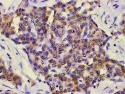 Invitrogen Phospho-PI3K p85 alpha (Tyr607) Polyclonal Antibody 100 &mu;L;