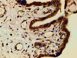 Invitrogen Phospho-PI3K p85 alpha (Tyr607) Polyclonal Antibody 100 &mu;L;
