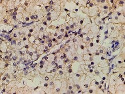 Invitrogen Phospho-PI3K p85 alpha (Tyr607) Polyclonal Antibody 100 &mu;L;