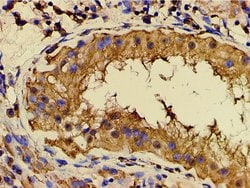 Invitrogen Phospho-PI3K p85 alpha (Tyr607) Polyclonal Antibody 100 &mu;L;