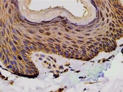 Invitrogen Phospho-PI3K p85 alpha (Tyr607) Polyclonal Antibody 100 &mu;L;