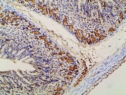 Invitrogen Phospho-PI3K p85 alpha (Tyr607) Polyclonal Antibody 100 &mu;L;