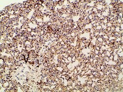 Invitrogen Phospho-PI3K p85 alpha (Tyr607) Polyclonal Antibody 100 &mu;L;
