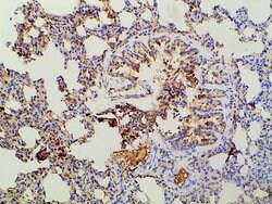 Invitrogen Phospho-PI3K p85 alpha (Tyr607) Polyclonal Antibody 100 &mu;L;