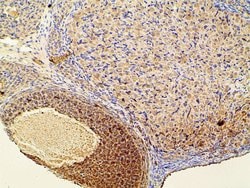 Invitrogen Phospho-PI3K p85 alpha (Tyr607) Polyclonal Antibody 100 &mu;L;