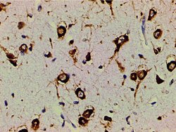Invitrogen Phospho-PI3K p85 alpha (Tyr607) Polyclonal Antibody 100 &mu;L;