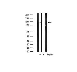 Invitrogen Phospho-PI3K p85 alpha (Tyr607) Polyclonal Antibody 100 &mu;L;
