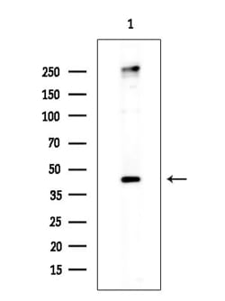 Invitrogen Phospho-MKP1/MKP2 (Ser296, Ser318) Polyclonal Antibody 100 &mu;L;