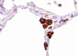 Invitrogen Phospho-SHP-1 (Tyr536) Polyclonal Antibody 100 &mu;L; Unconjugated:Antibodies,