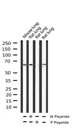 Invitrogen Phospho-SHP-1 (Tyr536) Polyclonal Antibody 100 &mu;L; Unconjugated:Antibodies,