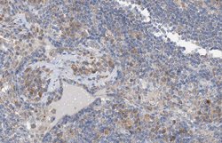 Invitrogen Phospho-Shc (Tyr349) Polyclonal Antibody 100 &mu;L; Unconjugated:Antibodies,